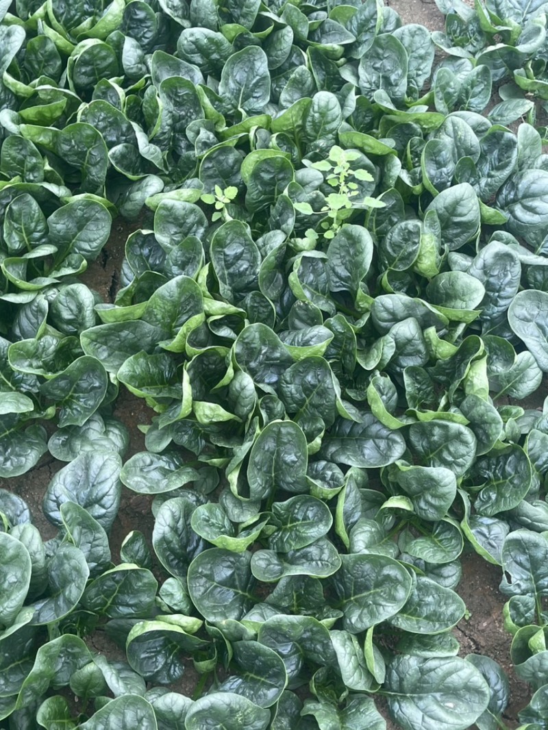 爬地圆叶菠菜大量上市，量大从优欢迎咨询