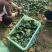 爬地圆叶菠菜大量上市，量大从优欢迎咨询