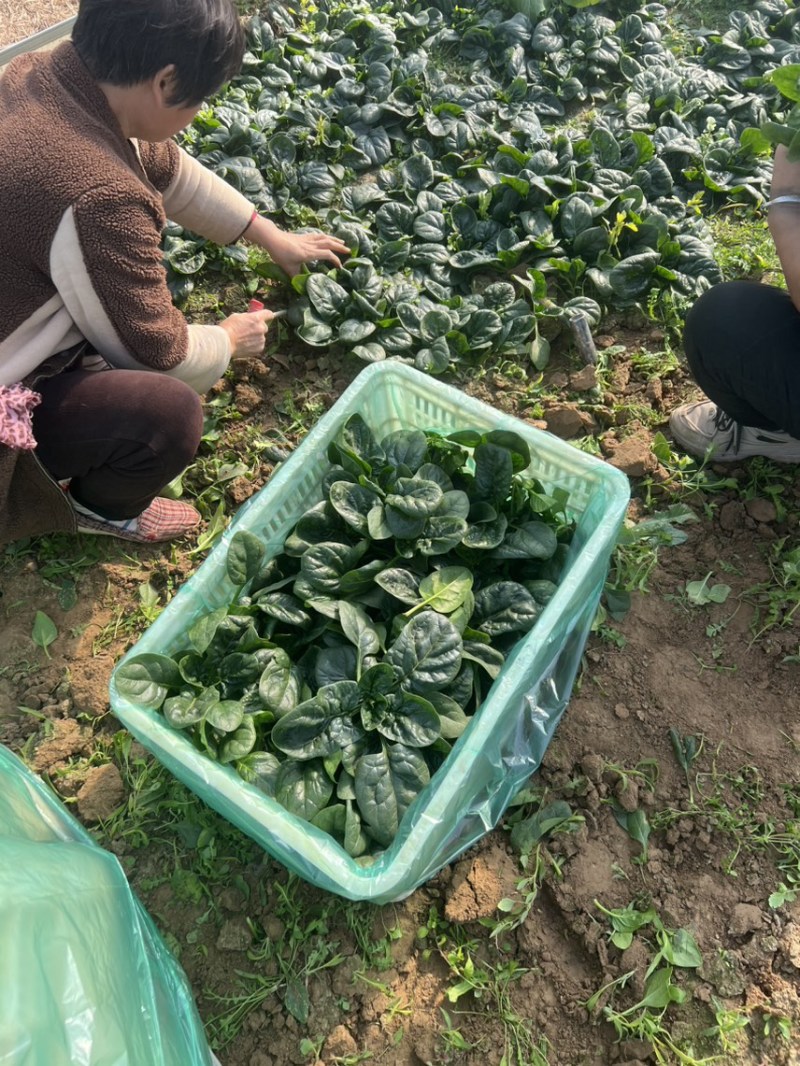 爬地圆叶菠菜大量上市，量大从优欢迎咨询