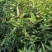 千斤拔种子（小叶红皮）分级别筛选大颗种子发芽率高