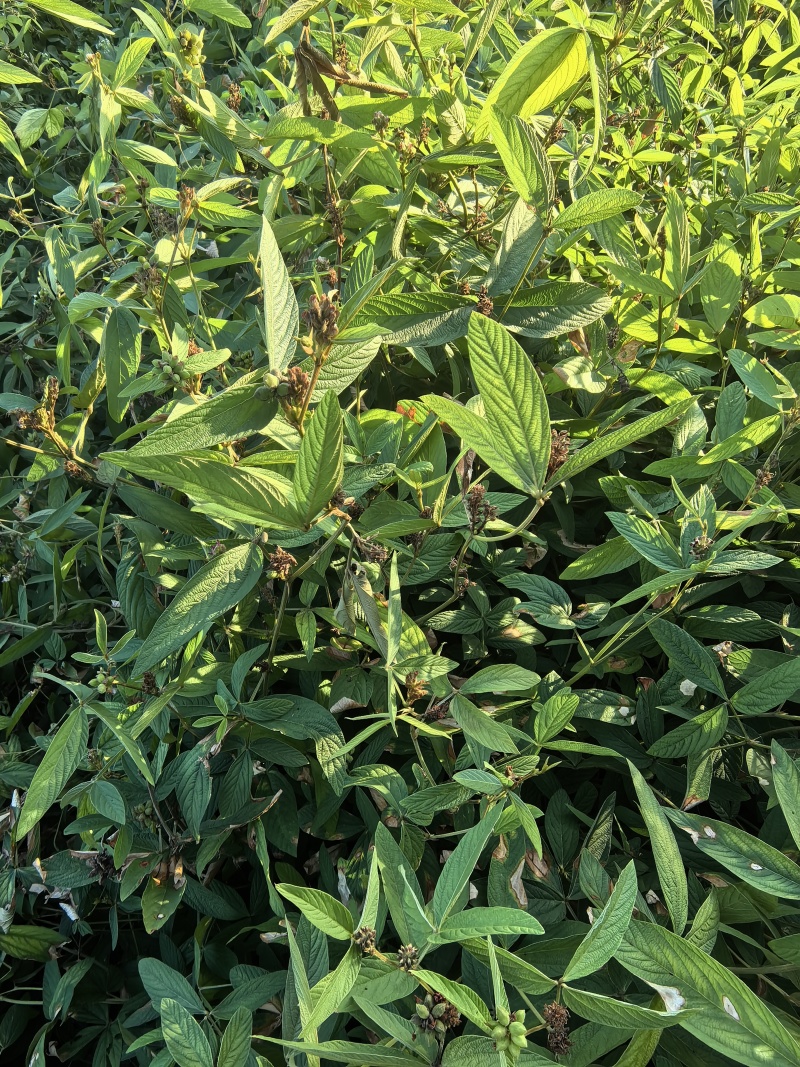 千斤拔种子（小叶红皮）分级别筛选大颗种子发芽率高