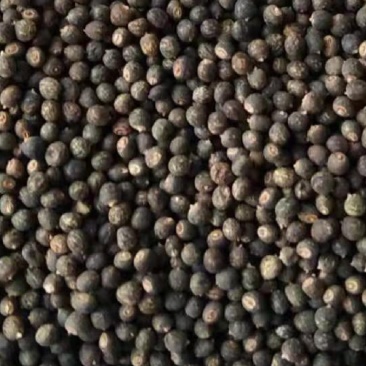 千斤拔种子（小叶红皮）分级别筛选大颗种子发芽率高
