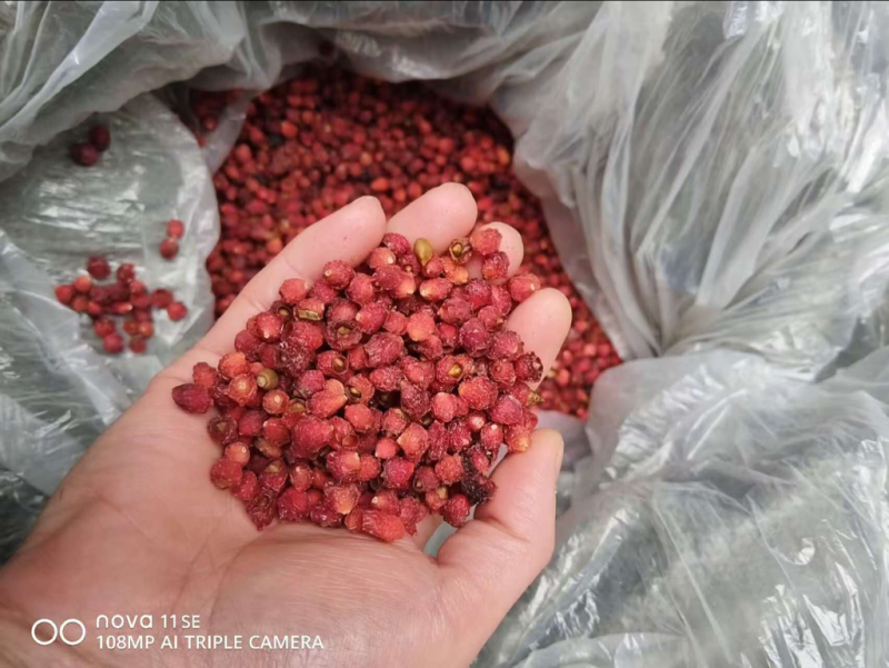 红豆杉种子
