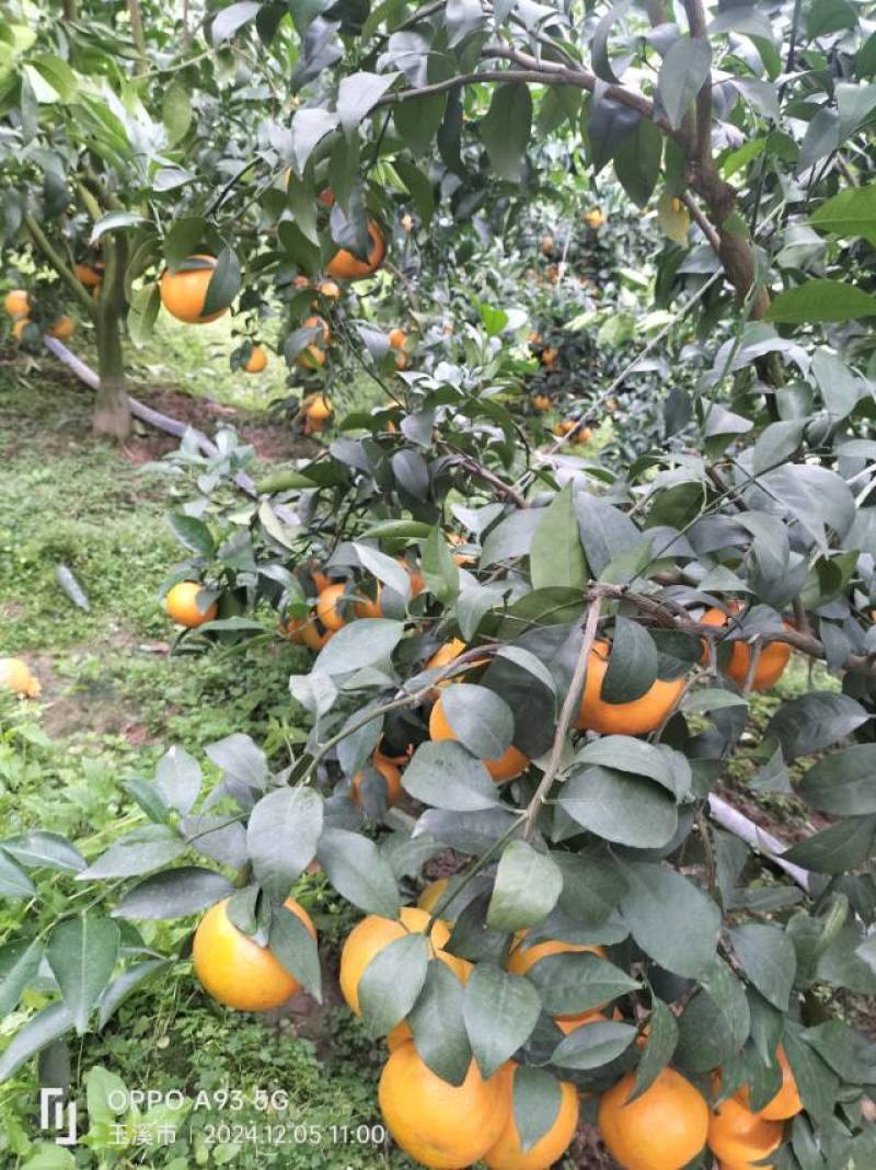云南哀牢山沃柑产地直销，规格齐全皮薄多汁，接电商市场批发