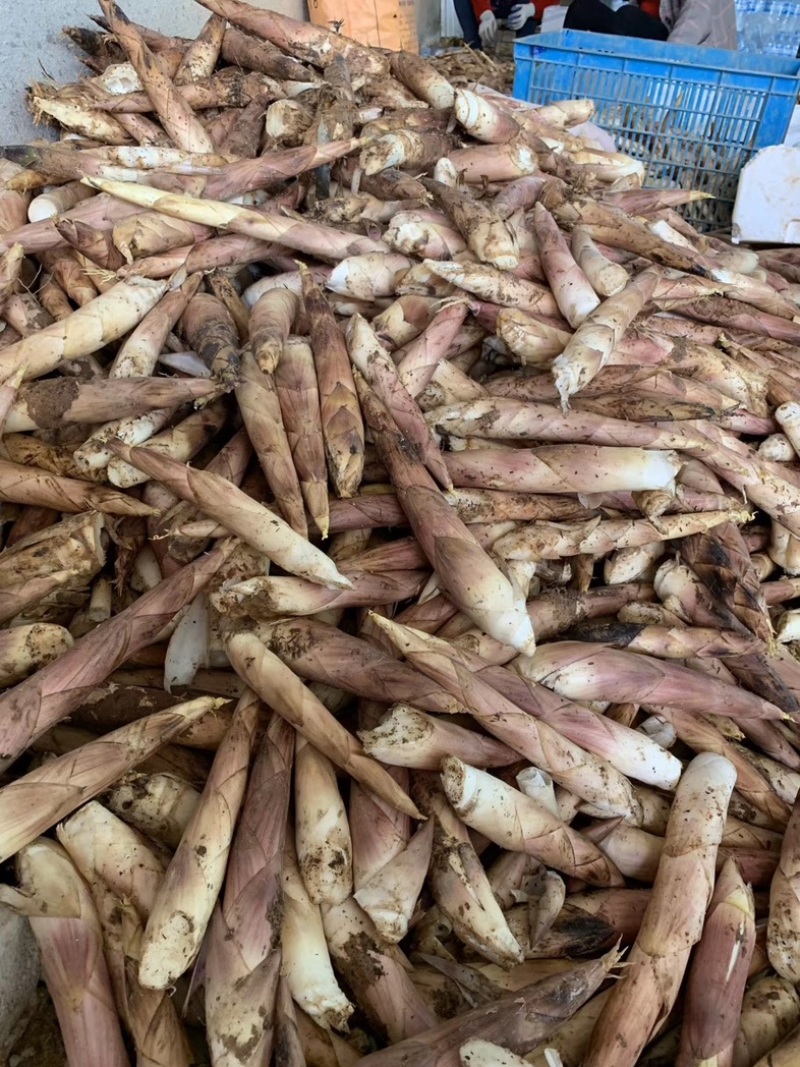 当天现挖现发雷竹笋江西雷笋电商货商超货市场货