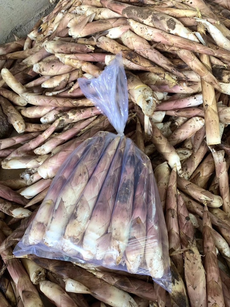 当天现挖现发雷竹笋江西雷笋电商货商超货市场货