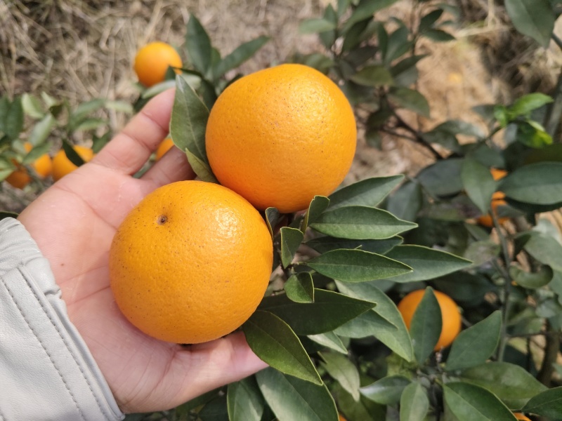 蜜香橙，还三万斤左右需要的联系