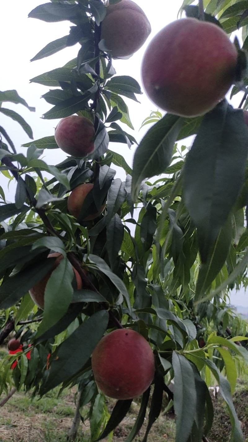 早熟金玉黄桃苗6月初成熟果大味甜质脆不变软套袋黄皮黄肉