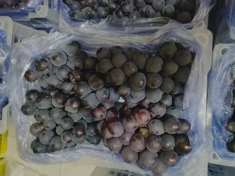 巨峰葡萄冷库大量现货欢迎咨询，支持各平台规格定制
