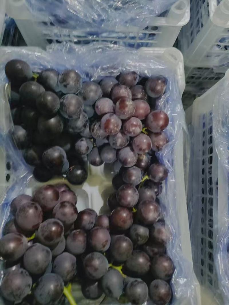巨峰葡萄冷库大量现货欢迎咨询，支持各平台规格定制