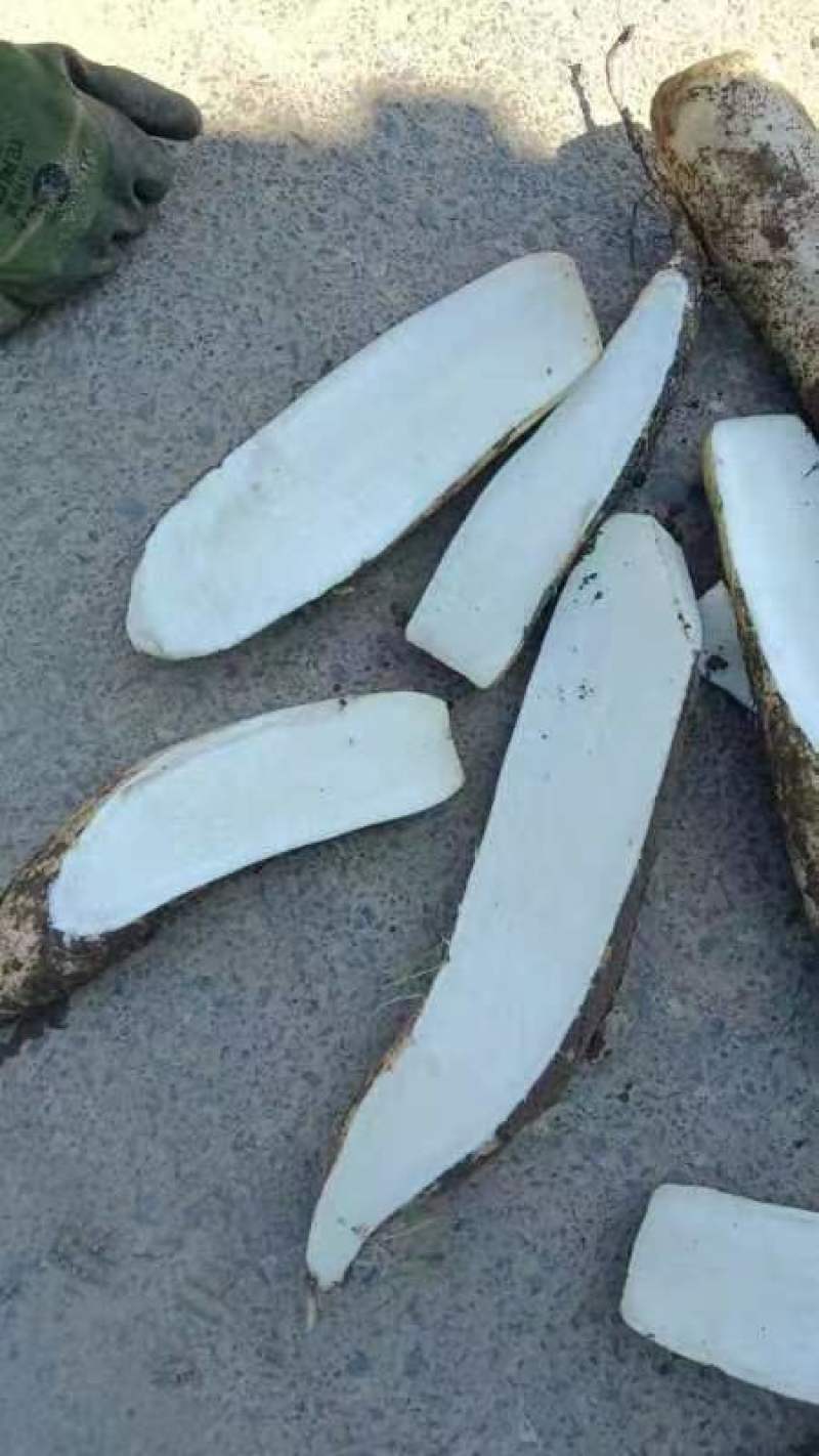 白萝卜一手货源供应市场加工厂酱菜厂大量有货大量从优
