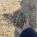 山东菏泽花生秧草料，新干料无杂志色好，货量充足视频看货