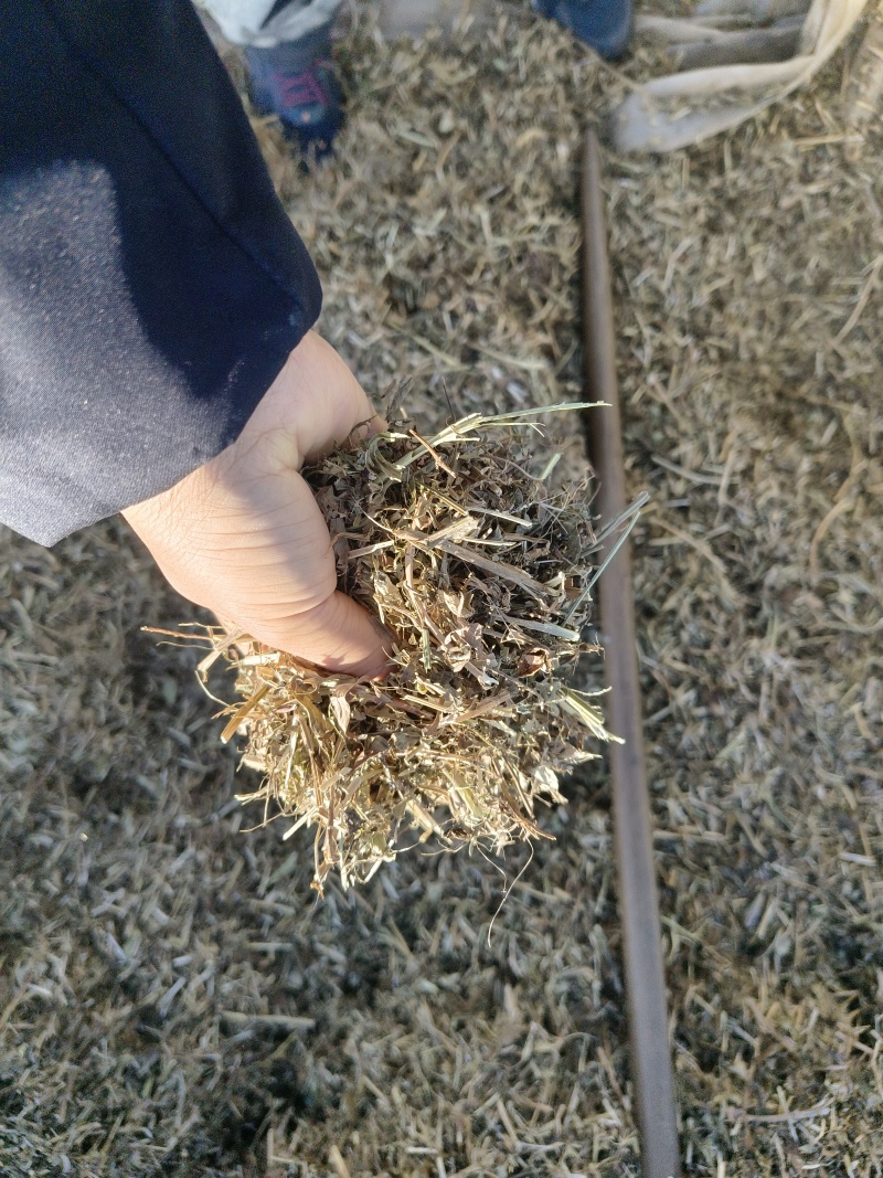 山东菏泽花生秧草料，新干料无杂志色好，货量充足视频看货