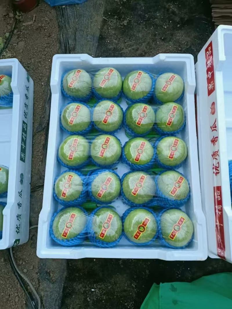 东北绿宝石甜瓜，大量现货欢迎合作，支持各渠道定制，线上线