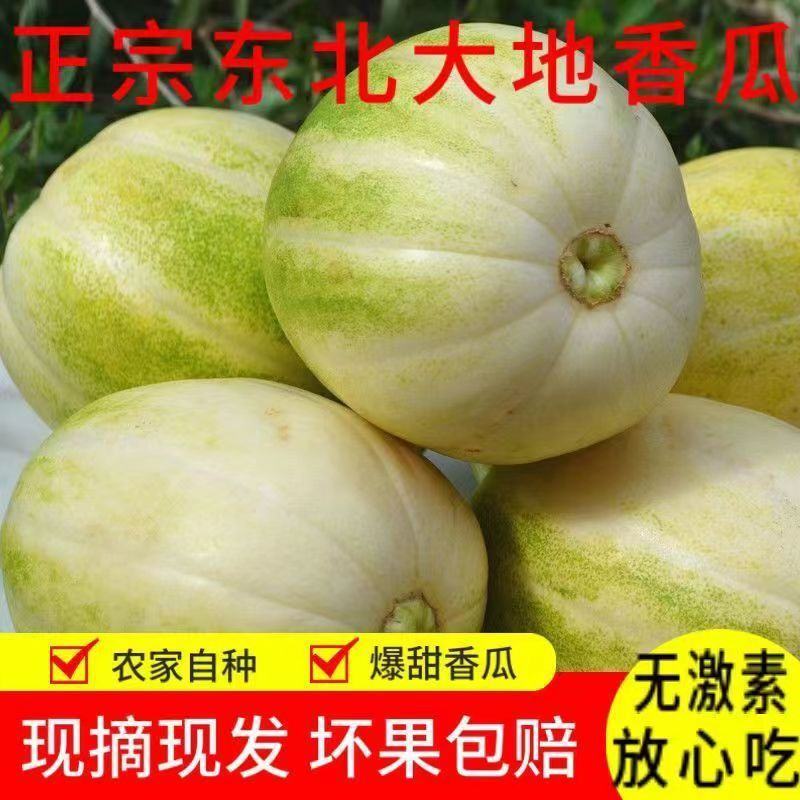 东北绿宝石甜瓜，大量现货欢迎合作，支持各渠道定制，线上线