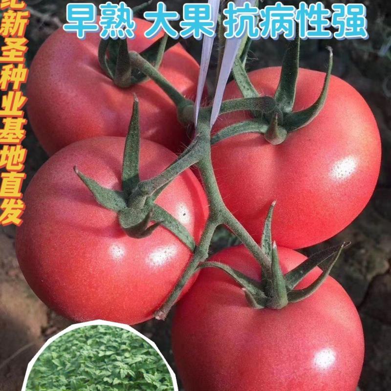 嫁接大粉硬粉种苗西红柿苗大红种苗抗死棵抗TY现