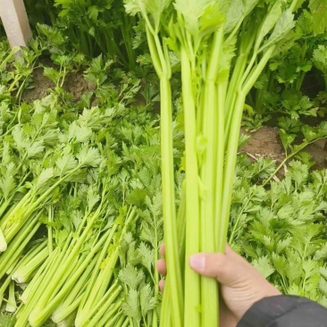 河南芹菜，夏邑芹菜，全国代发，需要老板联系，价格不高