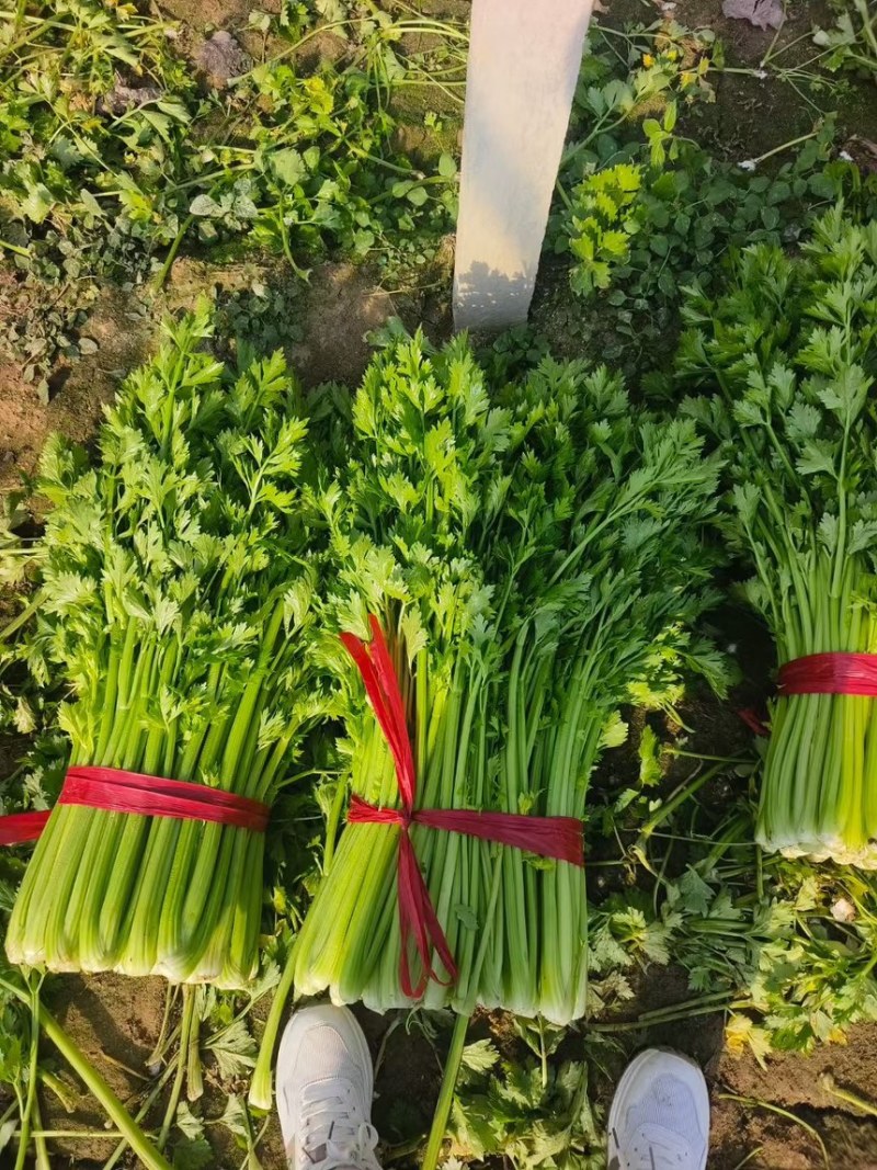 河南芹菜，夏邑芹菜，全国代发，需要老板联系，价格不高