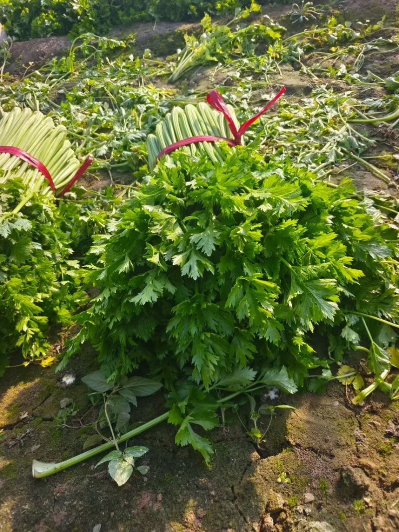 河南芹菜，夏邑芹菜，全国代发，需要老板联系，价格不高