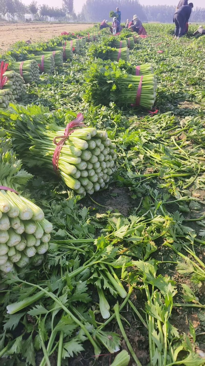 河南芹菜，夏邑芹菜，全国代发，需要老板联系，价格不高