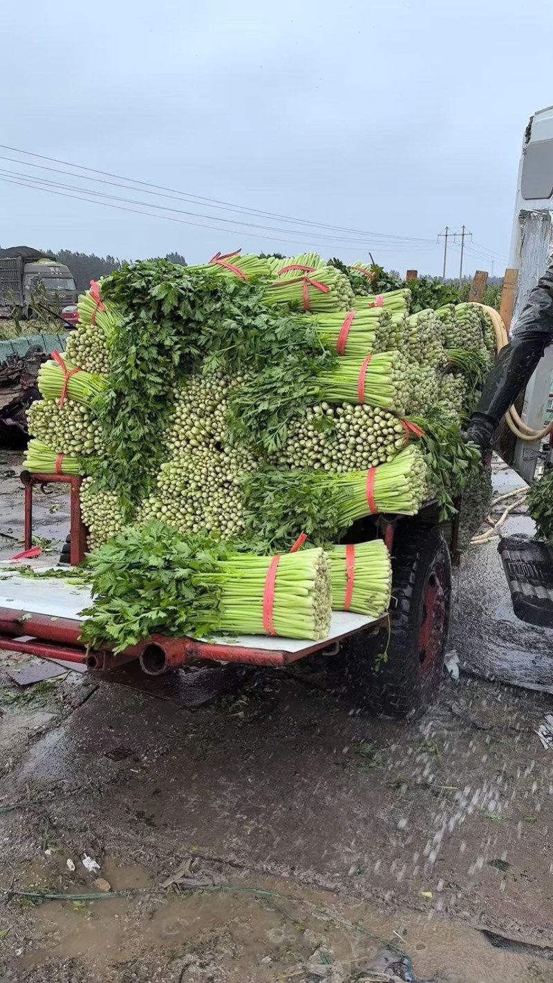 河南芹菜，夏邑芹菜，全国代发，需要老板联系，价格不高