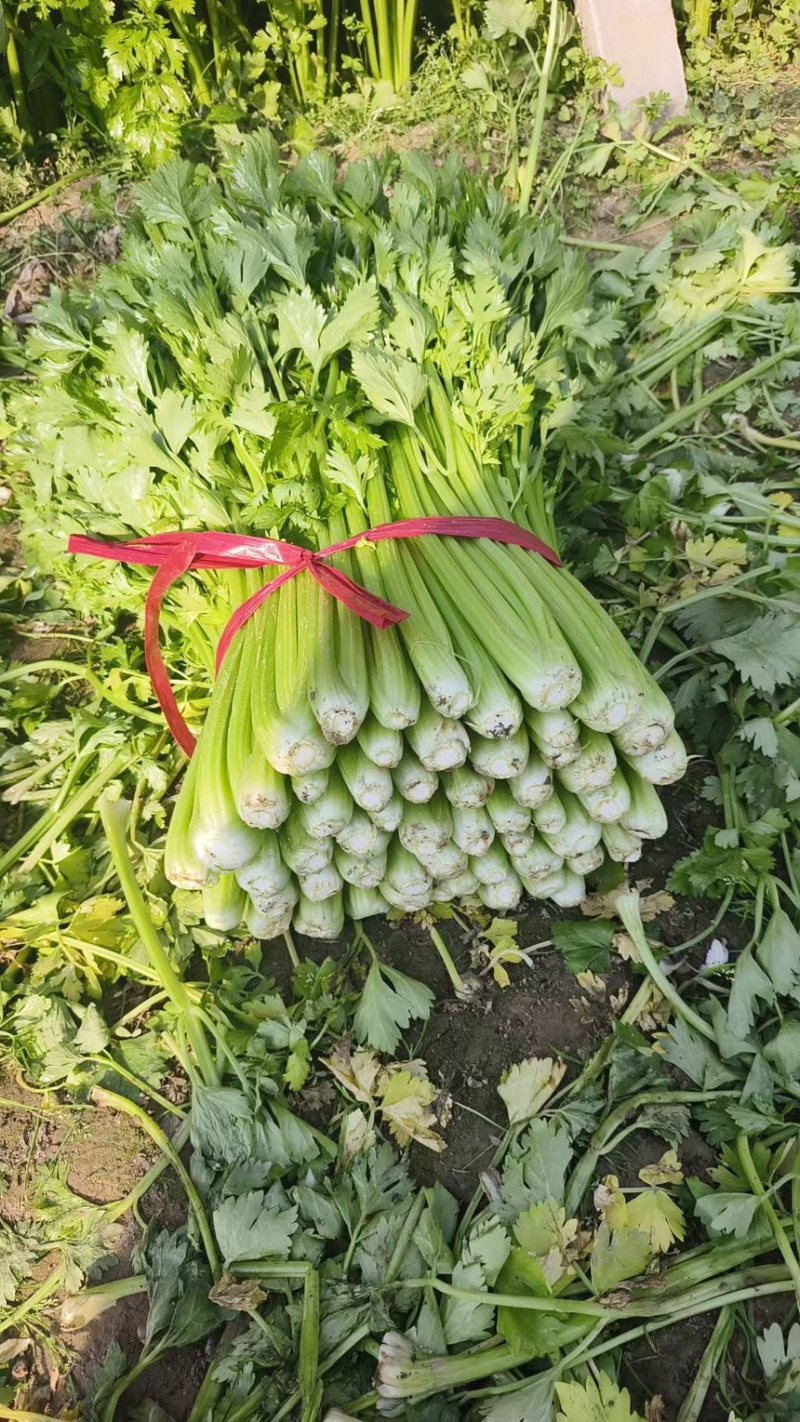 河南芹菜，夏邑芹菜，全国代发，需要老板联系，价格不高