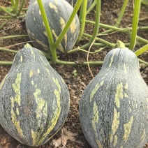 香芋小南瓜