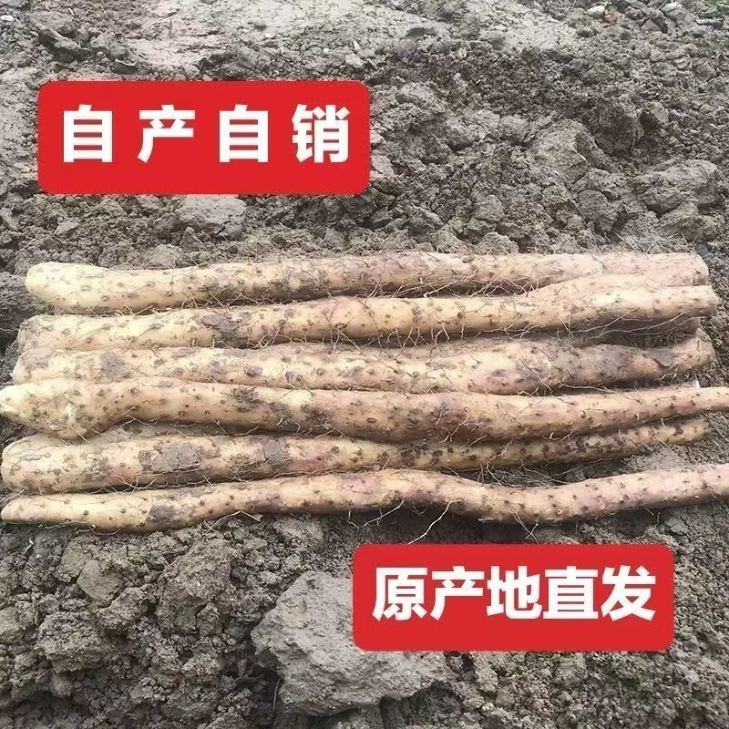 温县怀甄垆土地铁棍山药鲜山药精选