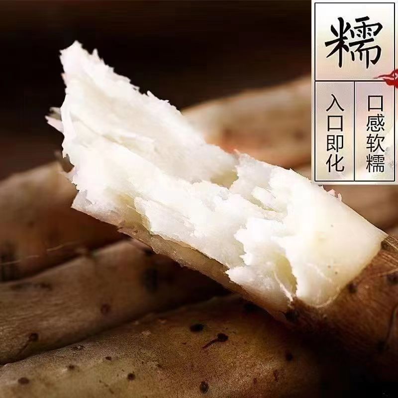 温县怀甄垆土地铁棍山药鲜山药精选