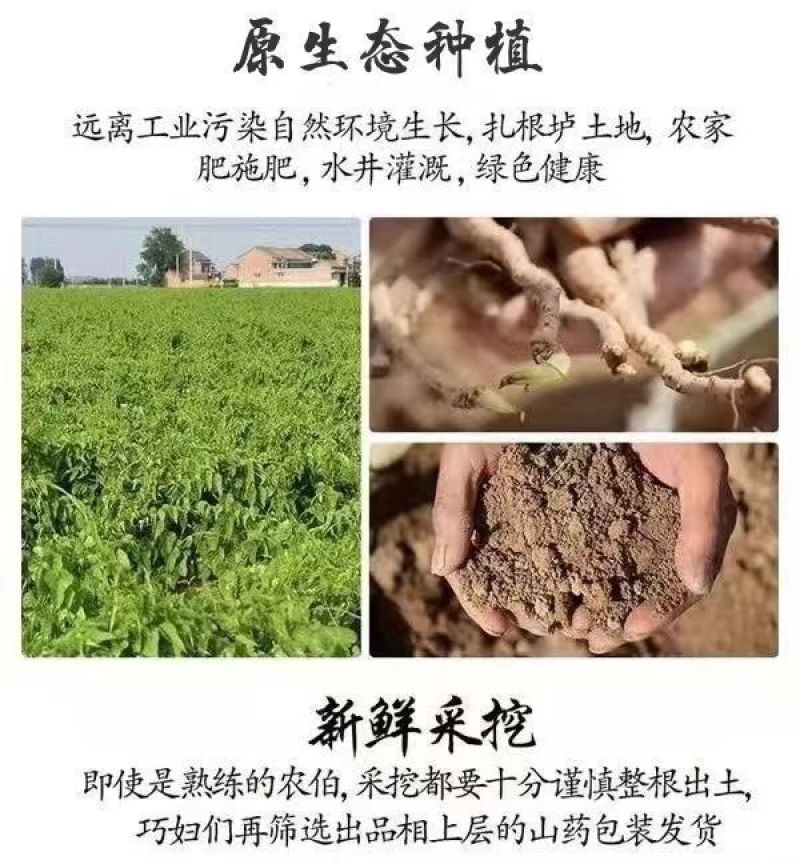 温县怀甄垆土地铁棍山药鲜山药精选