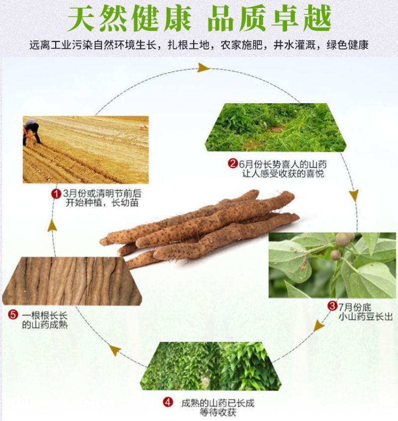 温县怀甄垆土地铁棍山药鲜山药精选