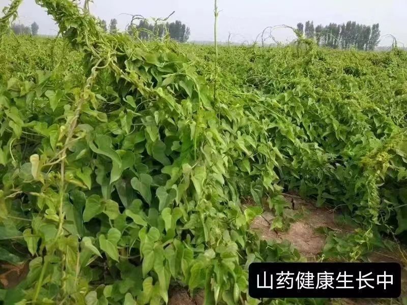 温县怀甄垆土地铁棍山药鲜山药精选