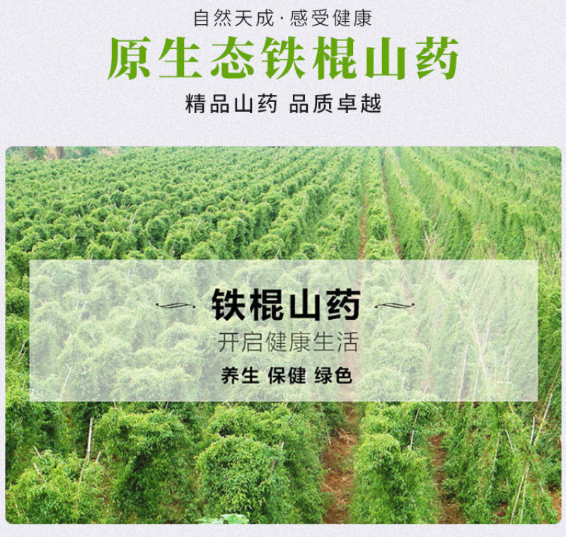 温县怀甄垆土地铁棍山药鲜山药精选