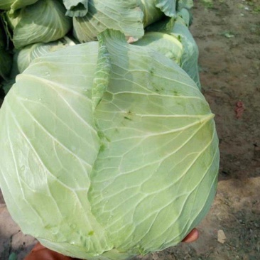 京丰包菜，平包菜，产地一手货源，货源充足，欢迎定购