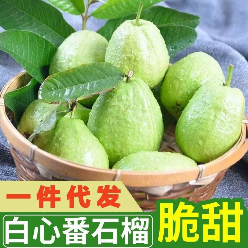 白心软芭乐番石榴产地直发工厂榨汁批发电商一件代发大量现货