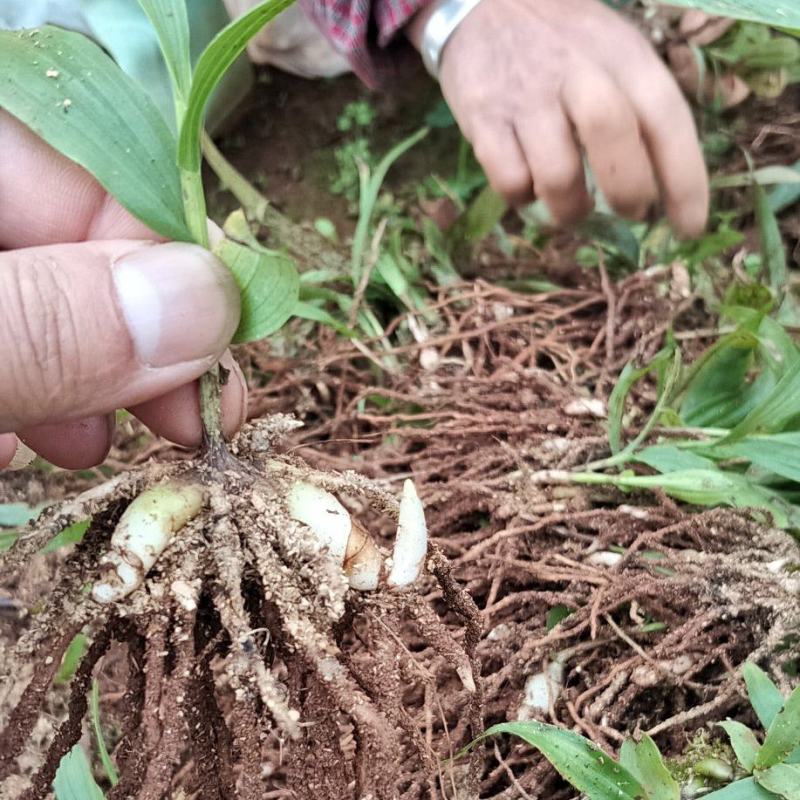 紫花、宽叶三叉大白芨两年苗，大量有货，基地直供，一手货源