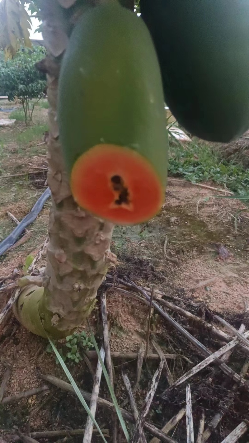 广东红心木瓜，本省本市本区各村各地有大量的木瓜种植果园货