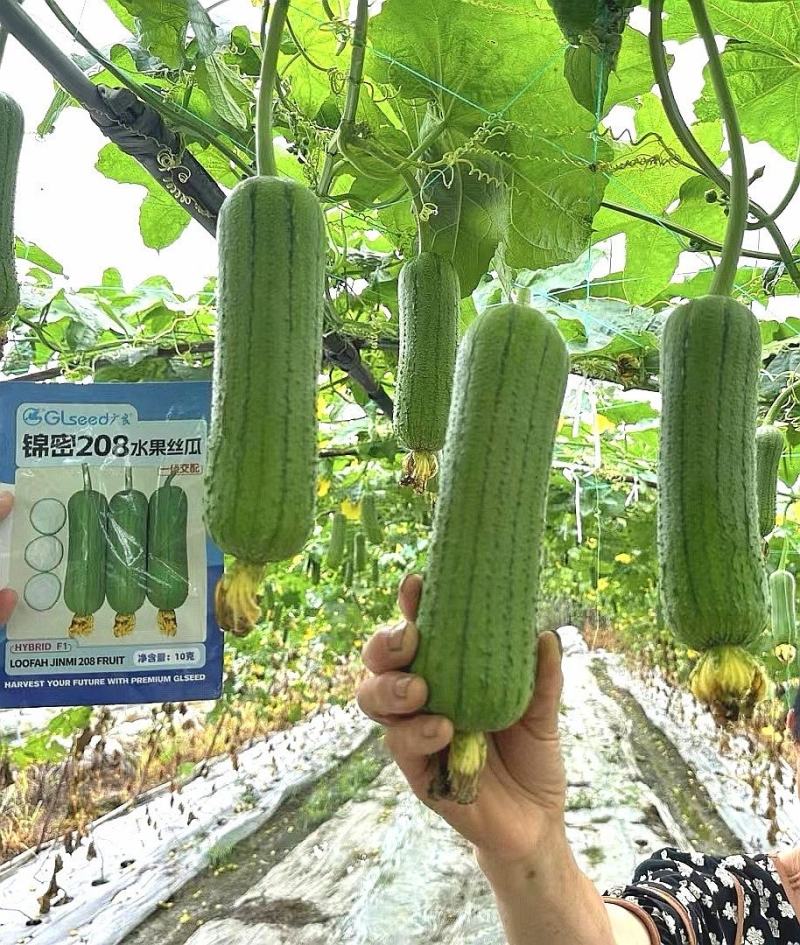 丝瓜种子锦密208高品质水果丝瓜杂交品种硬度好翠绿色
