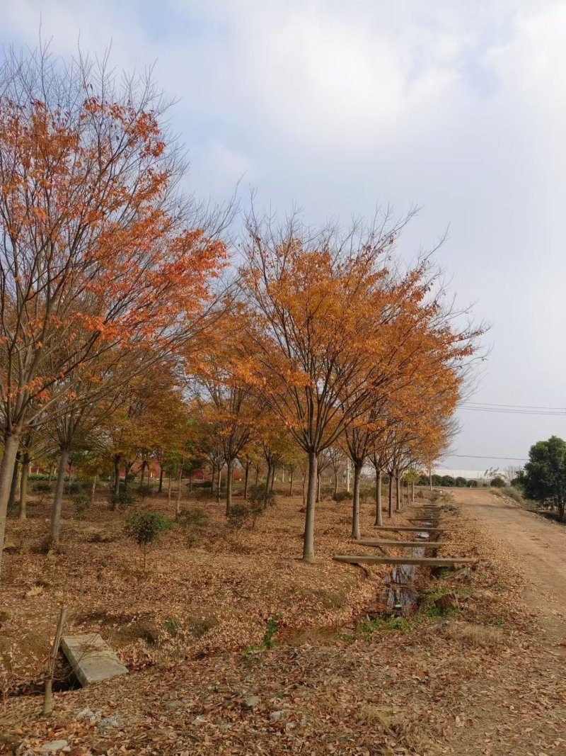榉树胸径15公分、16公分基地有量，价格优惠欢迎订购。