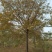榉树胸径15公分、16公分基地有量，价格优惠欢迎订购。