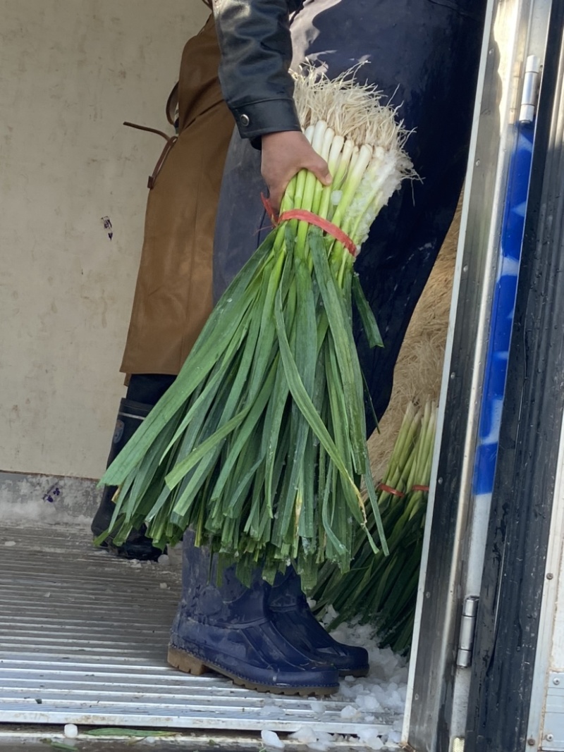 蒜苗、白根蒜苗、切叶蒜苗，精品水洗蒜苗、产地直供、