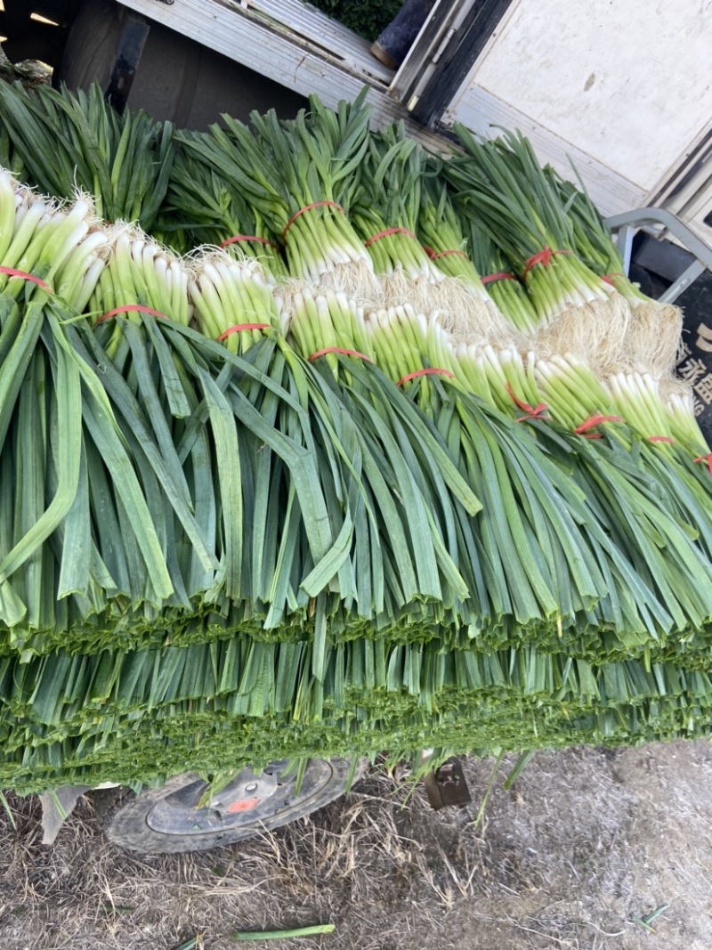 蒜苗、白根蒜苗、切叶蒜苗，精品水洗蒜苗、产地直供、