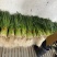 蒜苗、白根蒜苗、切叶蒜苗，精品水洗蒜苗、产地直供、