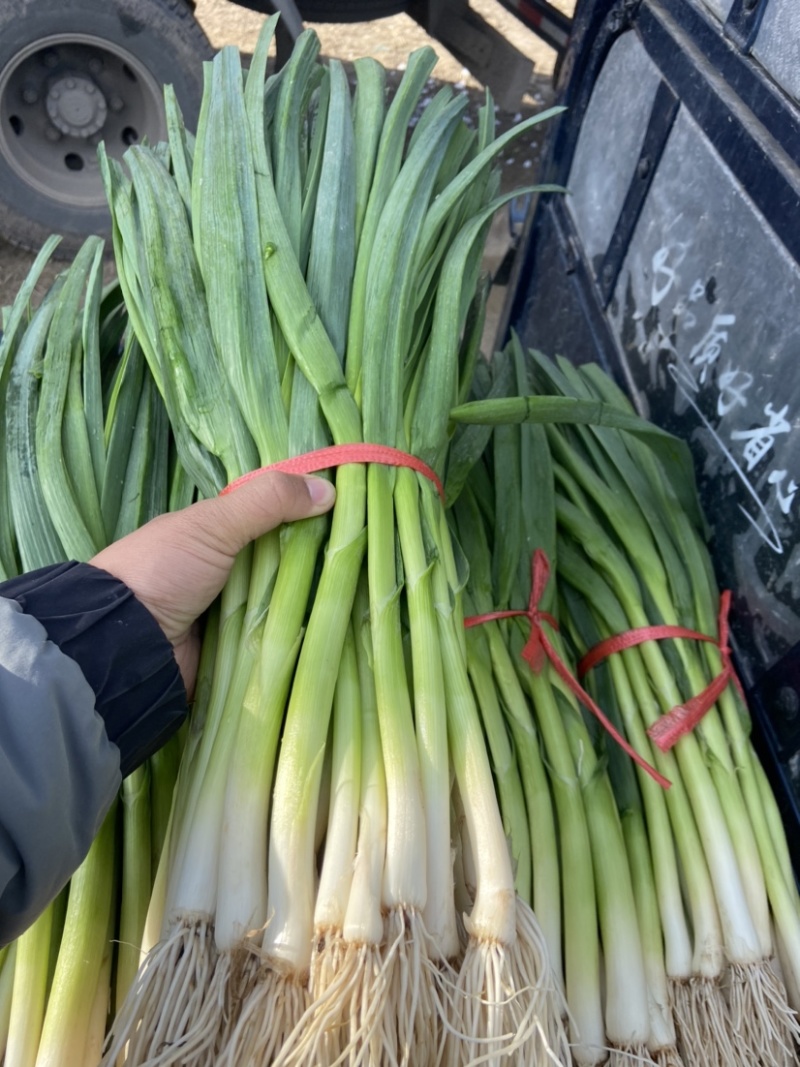 蒜苗、白根蒜苗、切叶蒜苗，精品水洗蒜苗、产地直供、