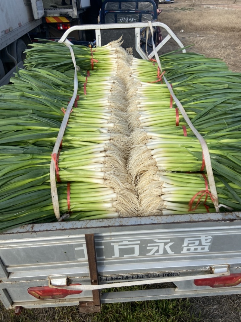蒜苗、白根蒜苗、切叶蒜苗，精品水洗蒜苗、产地直供、