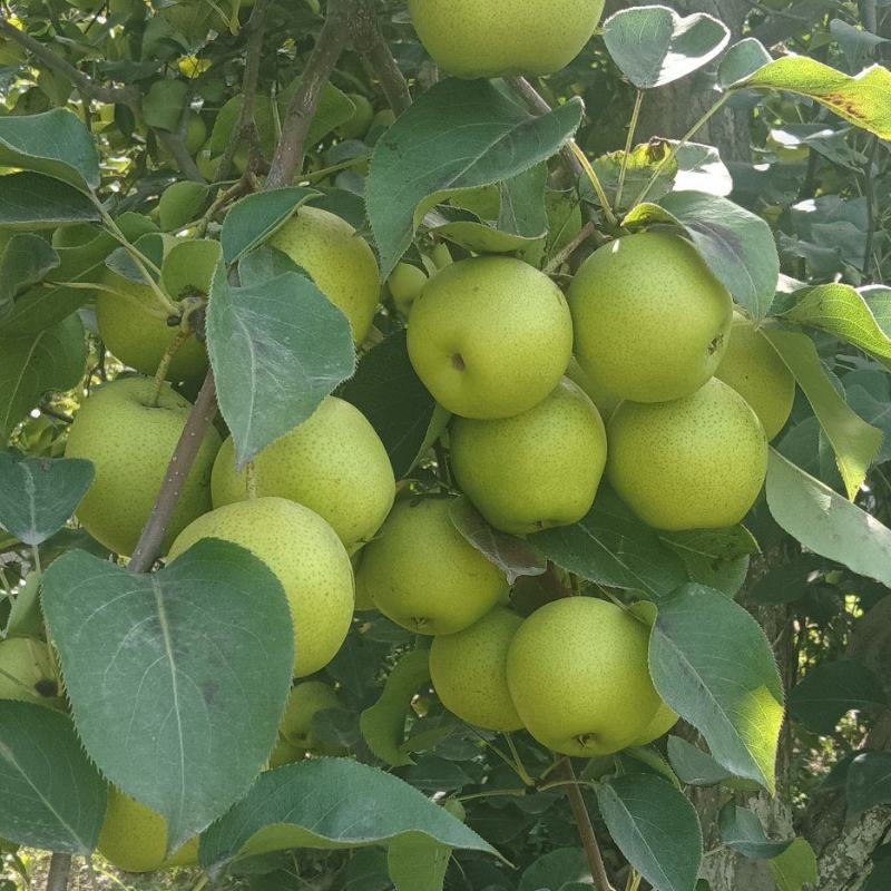 库尔勒香梨