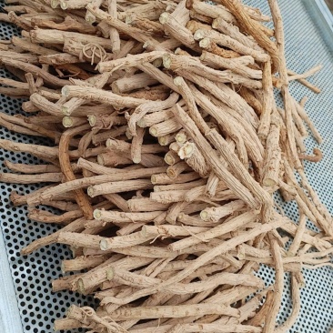 防风个精品防风
