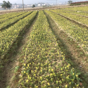 高产嫁接油茶苗