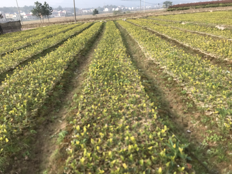 高产嫁接油茶苗