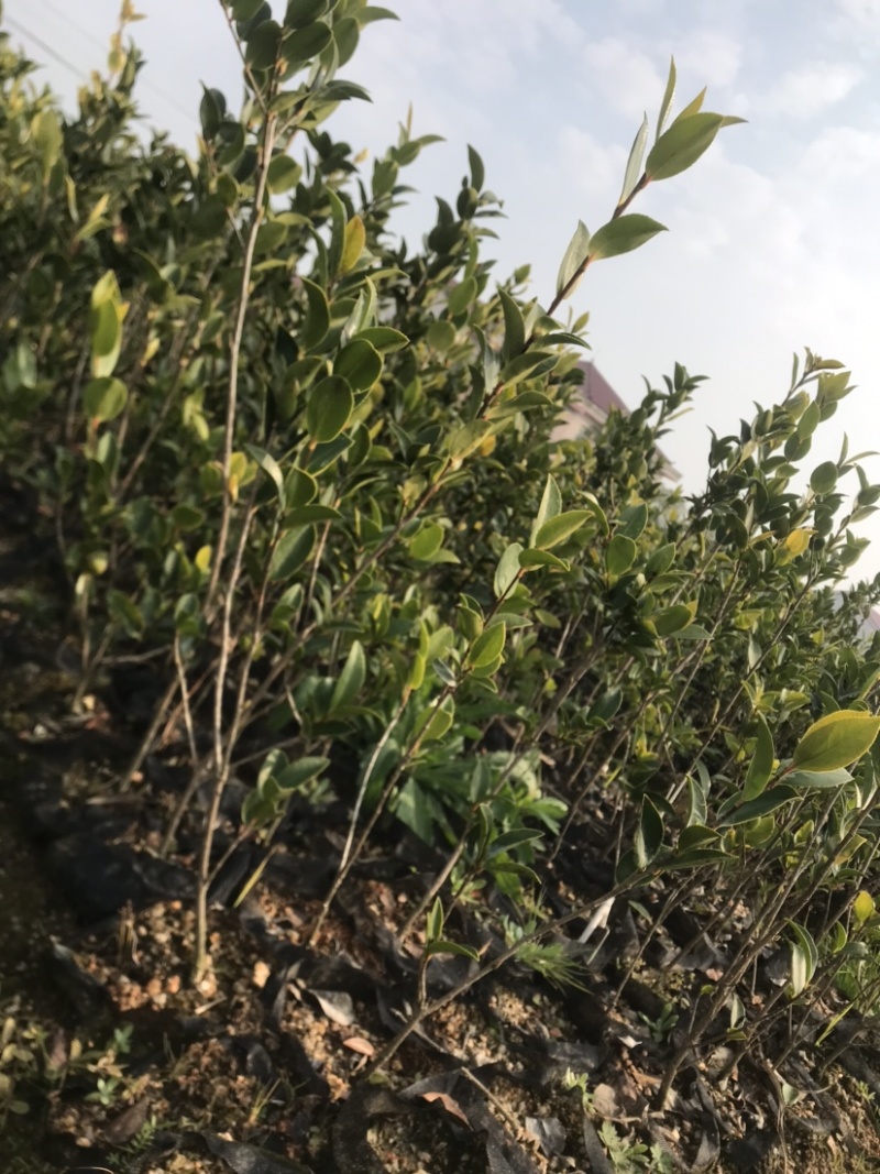 高产嫁接油茶苗